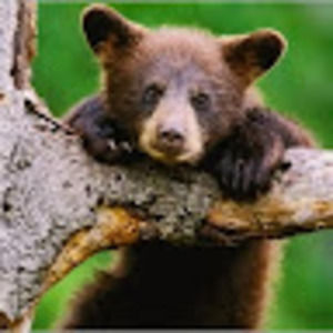 Meet your Posher, Bear